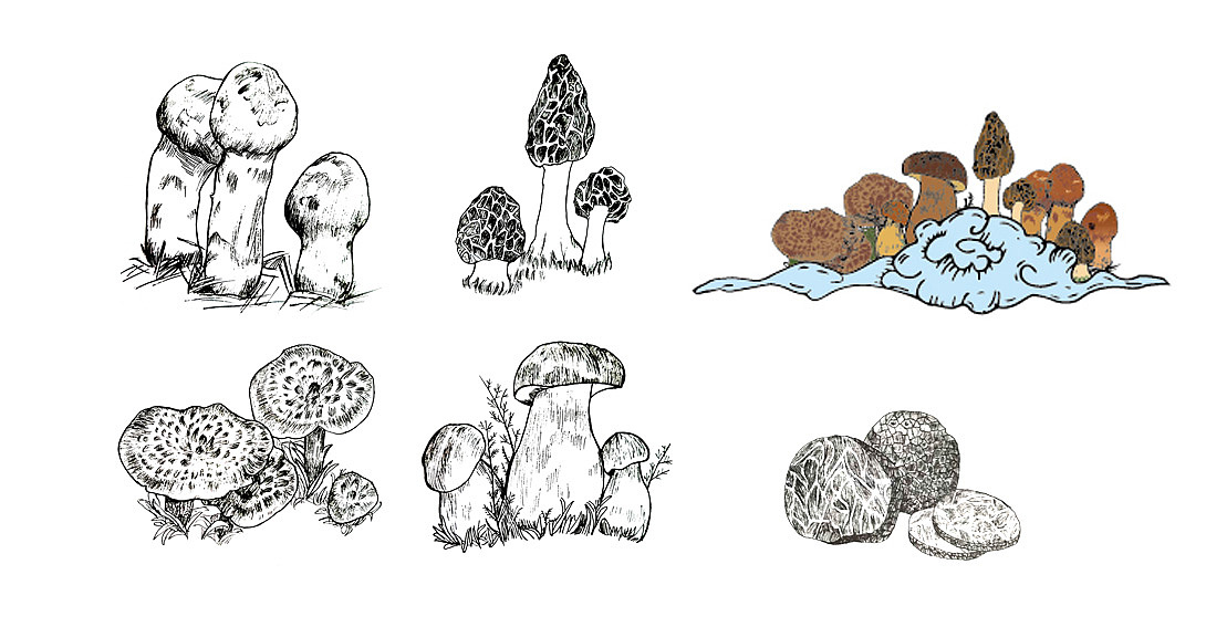 丽江和师傅干食用菌包装设计