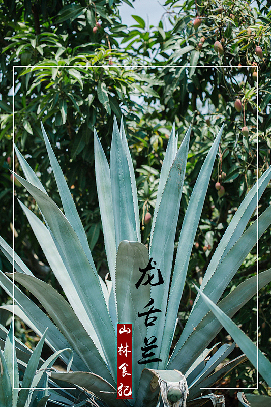 植物图鉴（三）│ 桃李春风一杯酒 江湖夜雨十年灯（图ZMTUwMDE3ODA0） - 产品摄影 - 站酷设计师山林纪原创素材 - 站酷ZCOOL