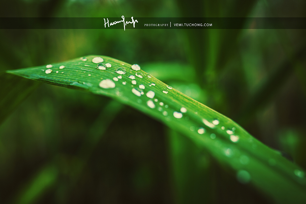 学校的花花草草