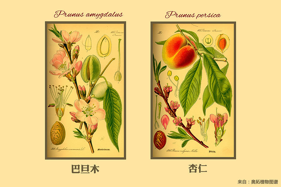 巴旦木的橡皮章子(图ZMTI2NDUwMzI=) - 其他手工艺 - 站酷设计师自由的猞猁原创素材 - 站酷ZCOOL