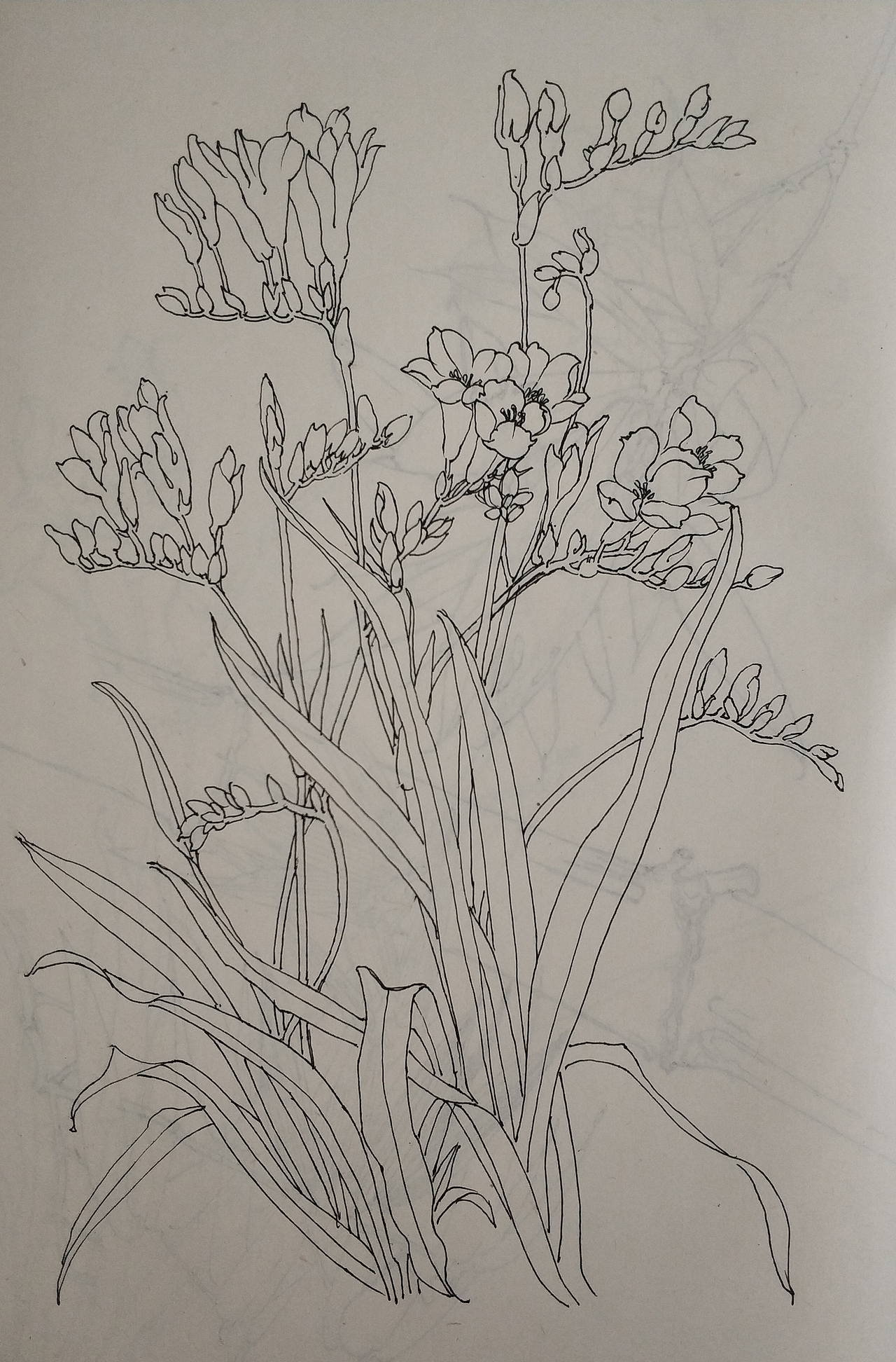 花鸟(写生)手绘小稿