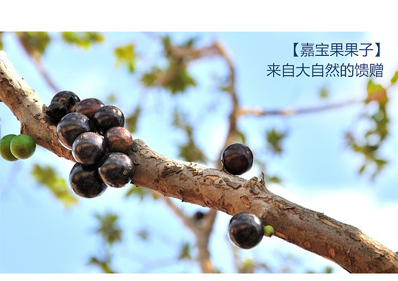详情页（图ZNzMwMTg0Mjg=） - 信息图表 - 站酷设计师ouyang墨墨原创素材 - 站酷ZCOOL
