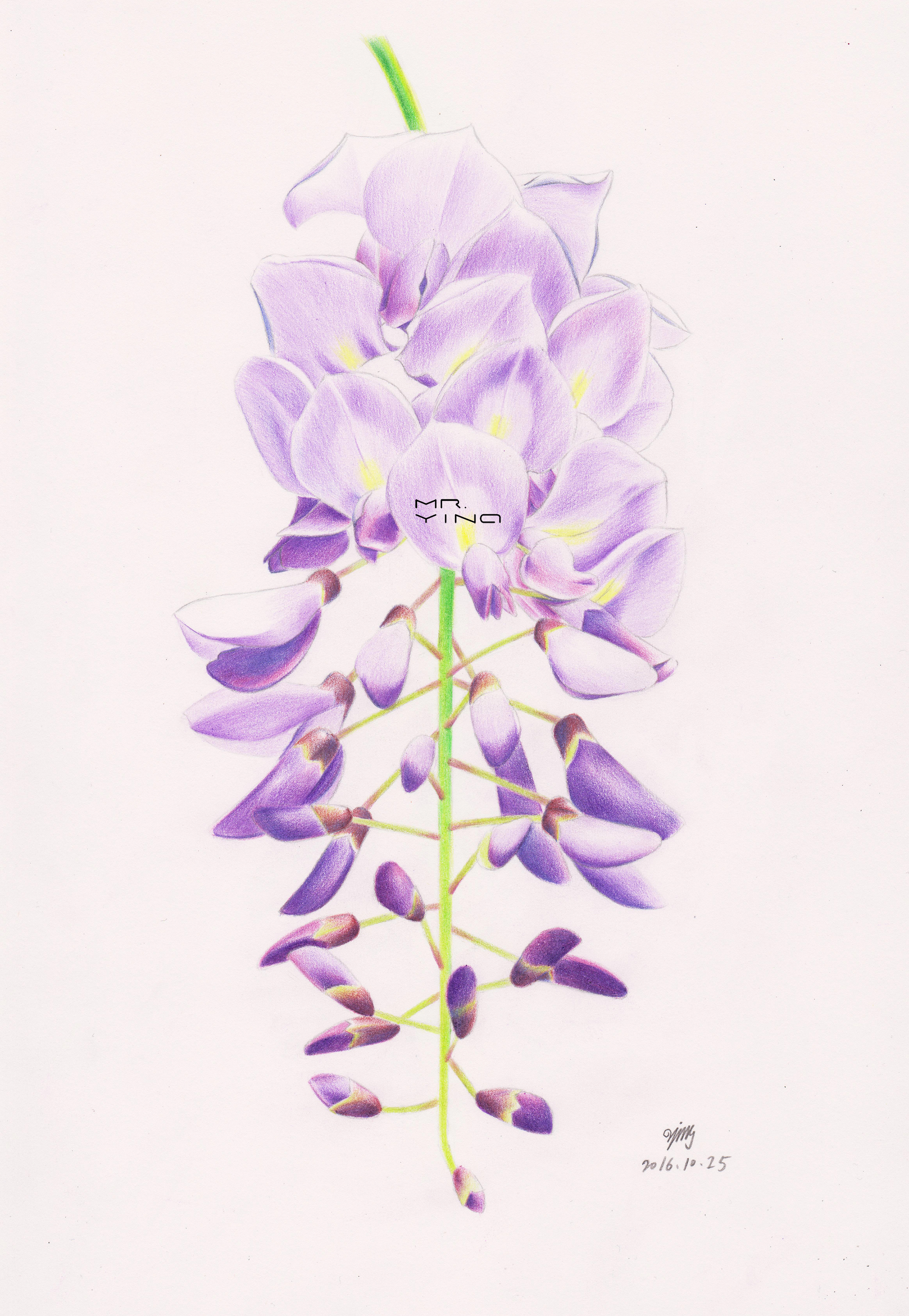 手绘彩铅鲜花集