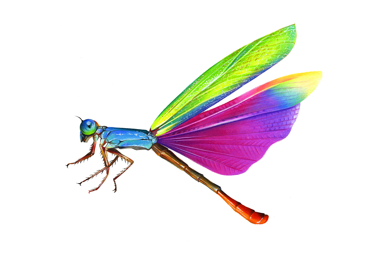 彩色蜻蜓——彩铅教程