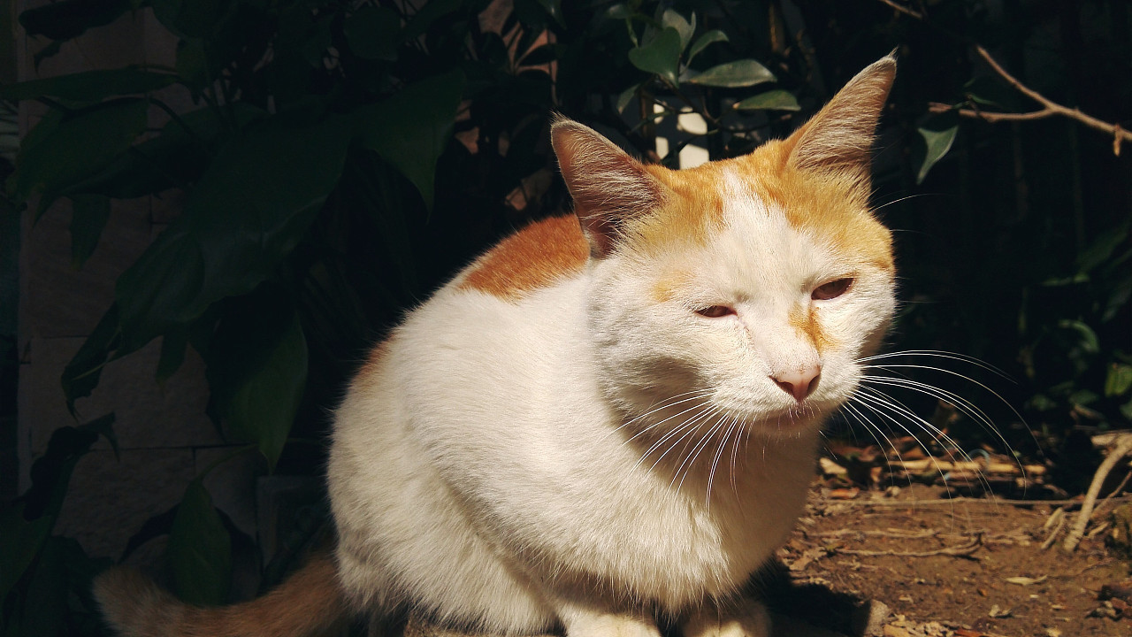 点点 单眼皮小胖仔 这是素颜的样子哦~嘻嘻