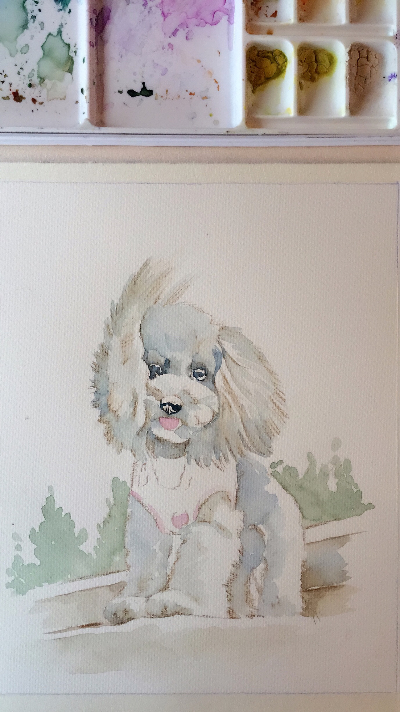   风中摇曳的美女泰迪!