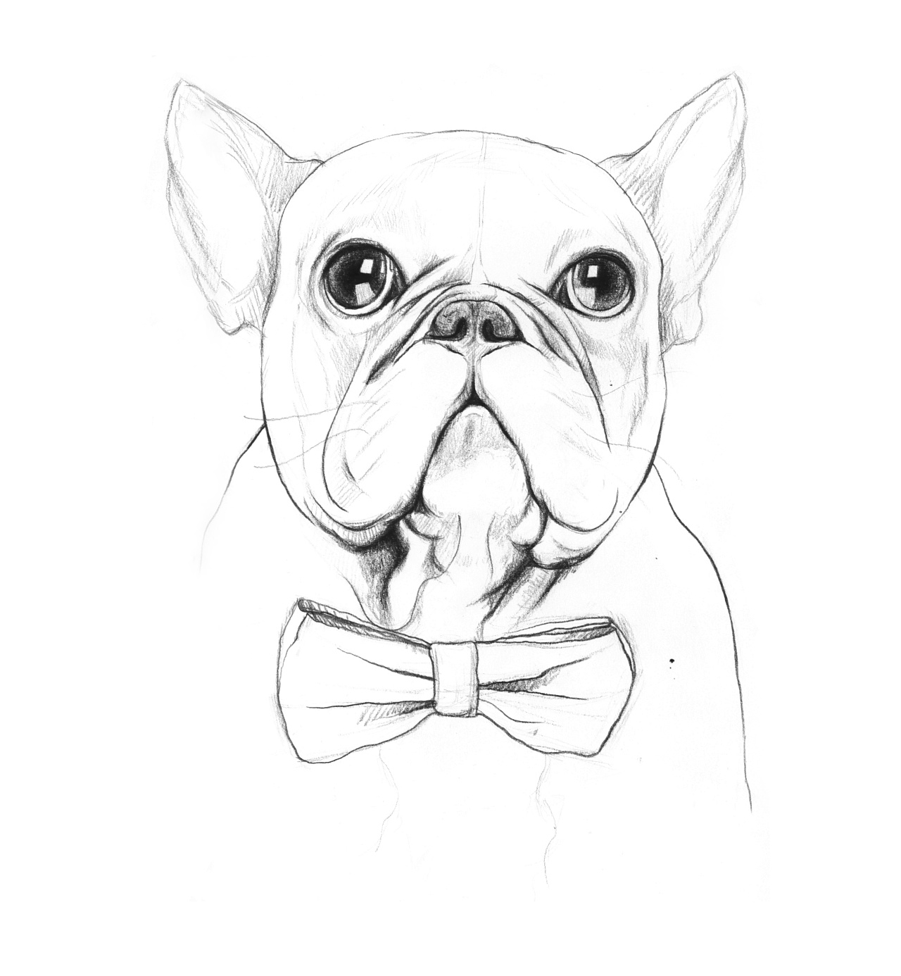 这只法斗叫兔子