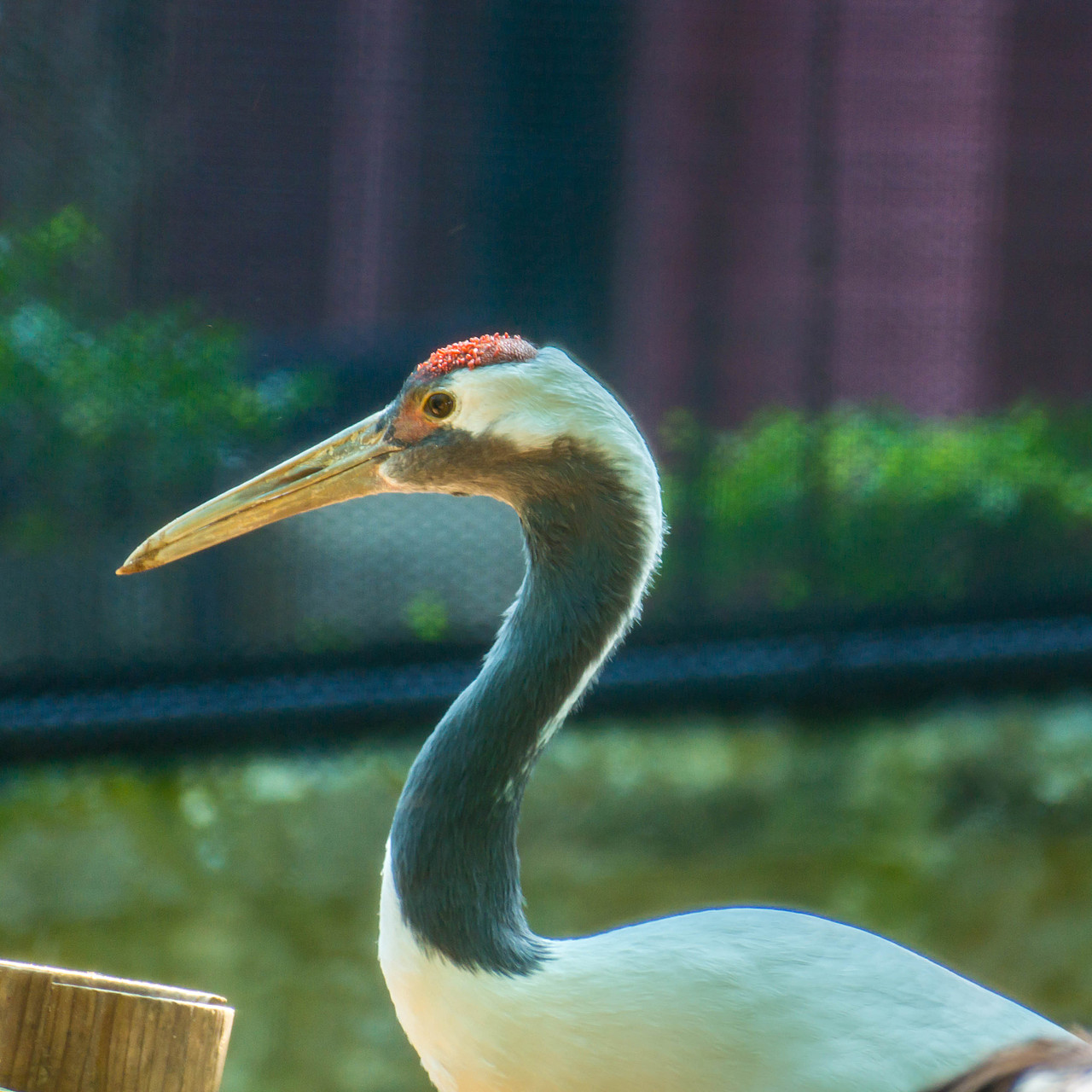 闹市中,有一片动植物的天堂