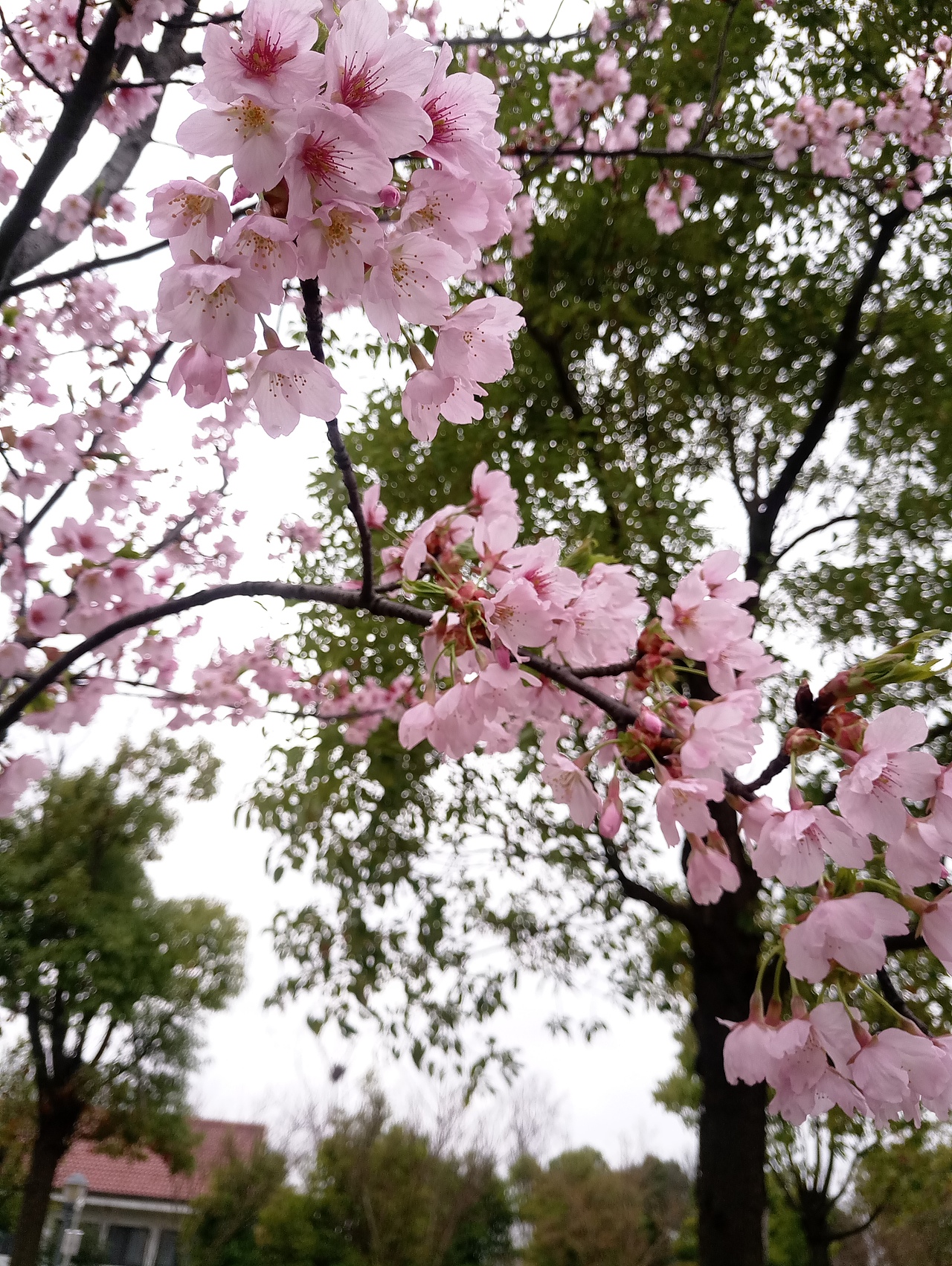 春之密影（图ZMTA4MjU4Mzk2） - 产品摄影 - 站酷设计师珍丫头原创素材 - 站酷ZCOOL