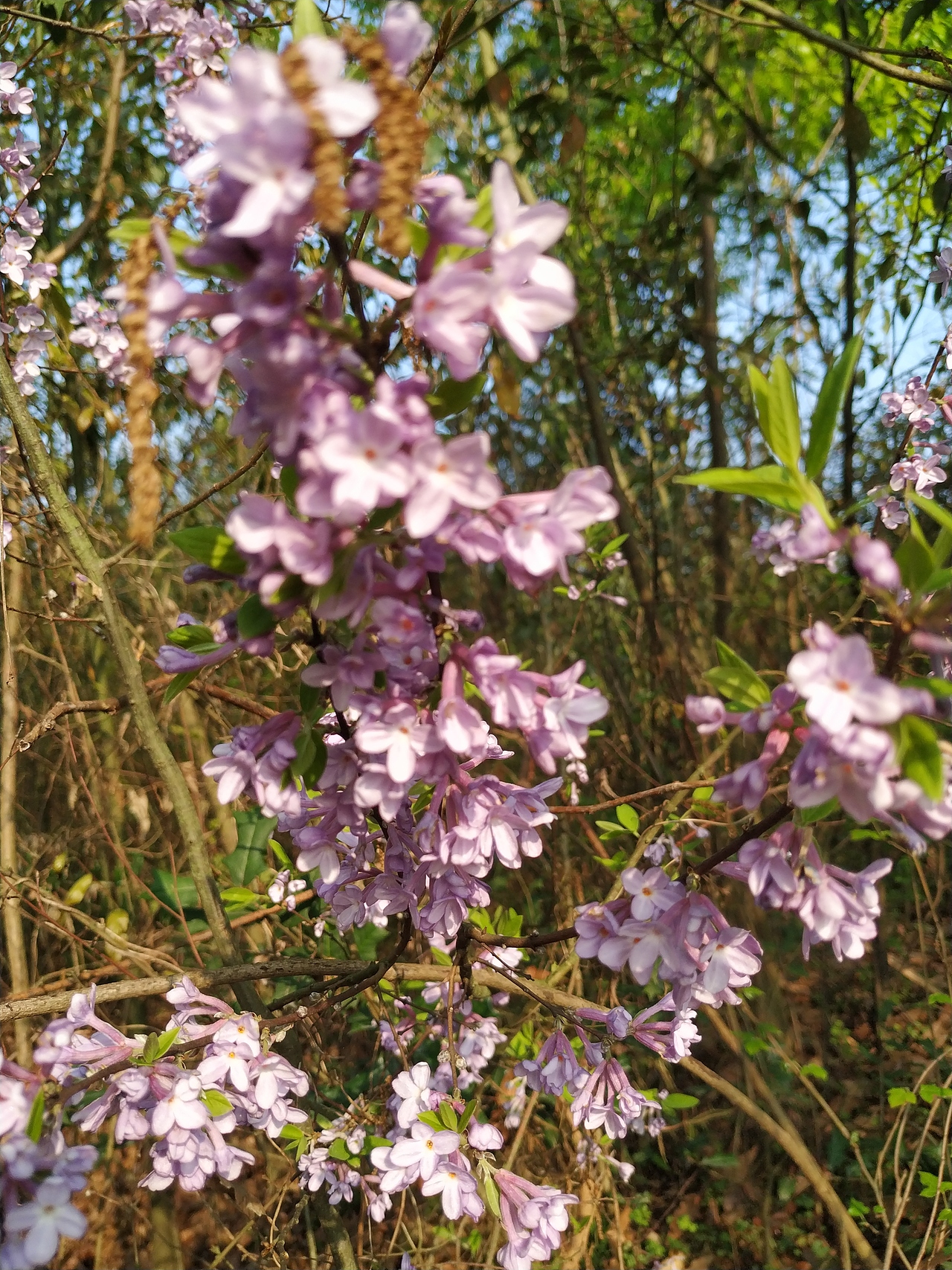 花花花🌸（图ZMjQ3NTk3MTAw） - 风光摄影 - 站酷设计师棋点原创素材 - 站酷ZCOOL