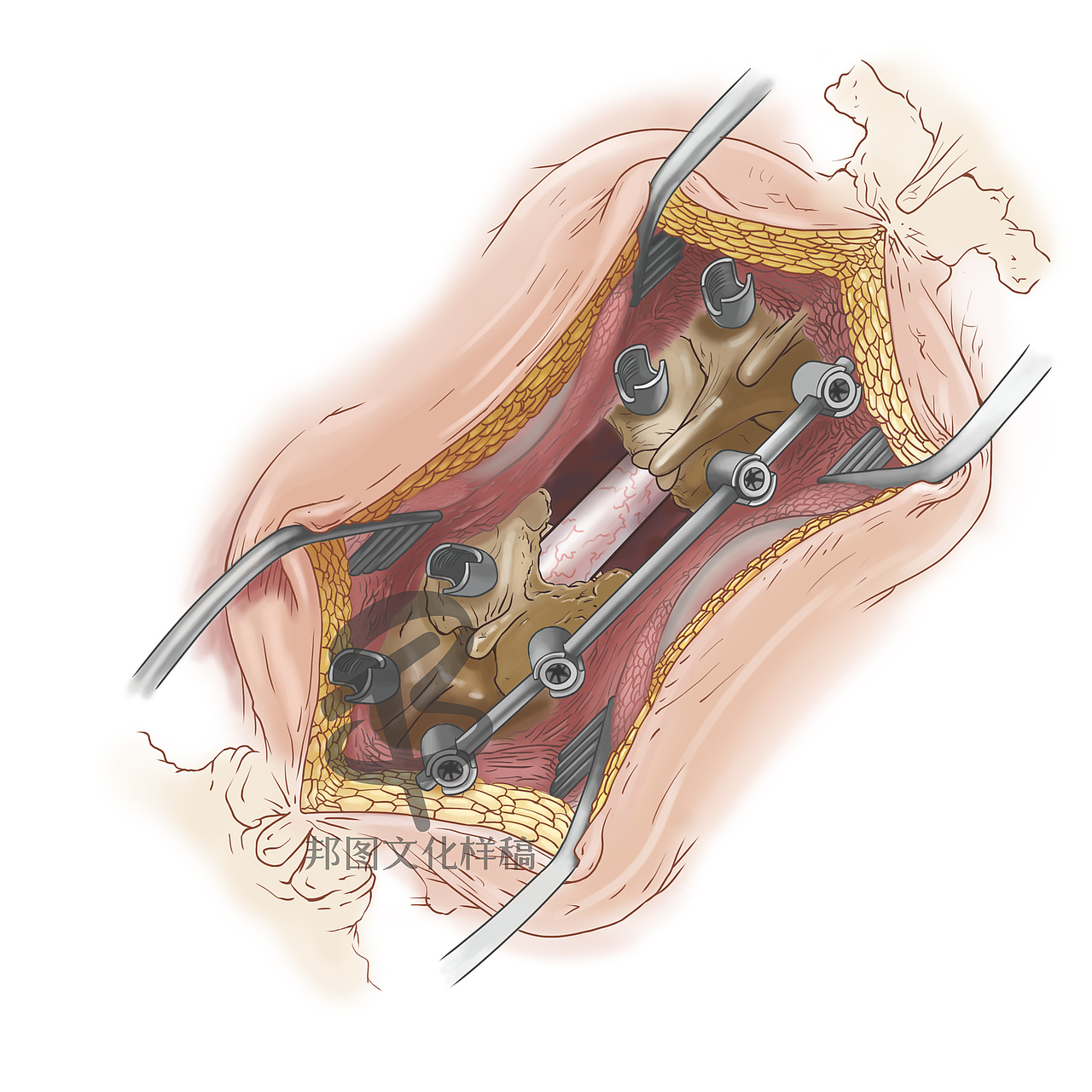 邦图科研绘图SCI画图学术杂志封面设计示意图医学动画