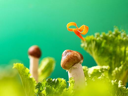 二十四节气惊蛰X瓢虫X凨影食摄
