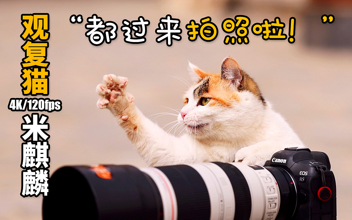 【观复猫】摄影师米麒麟