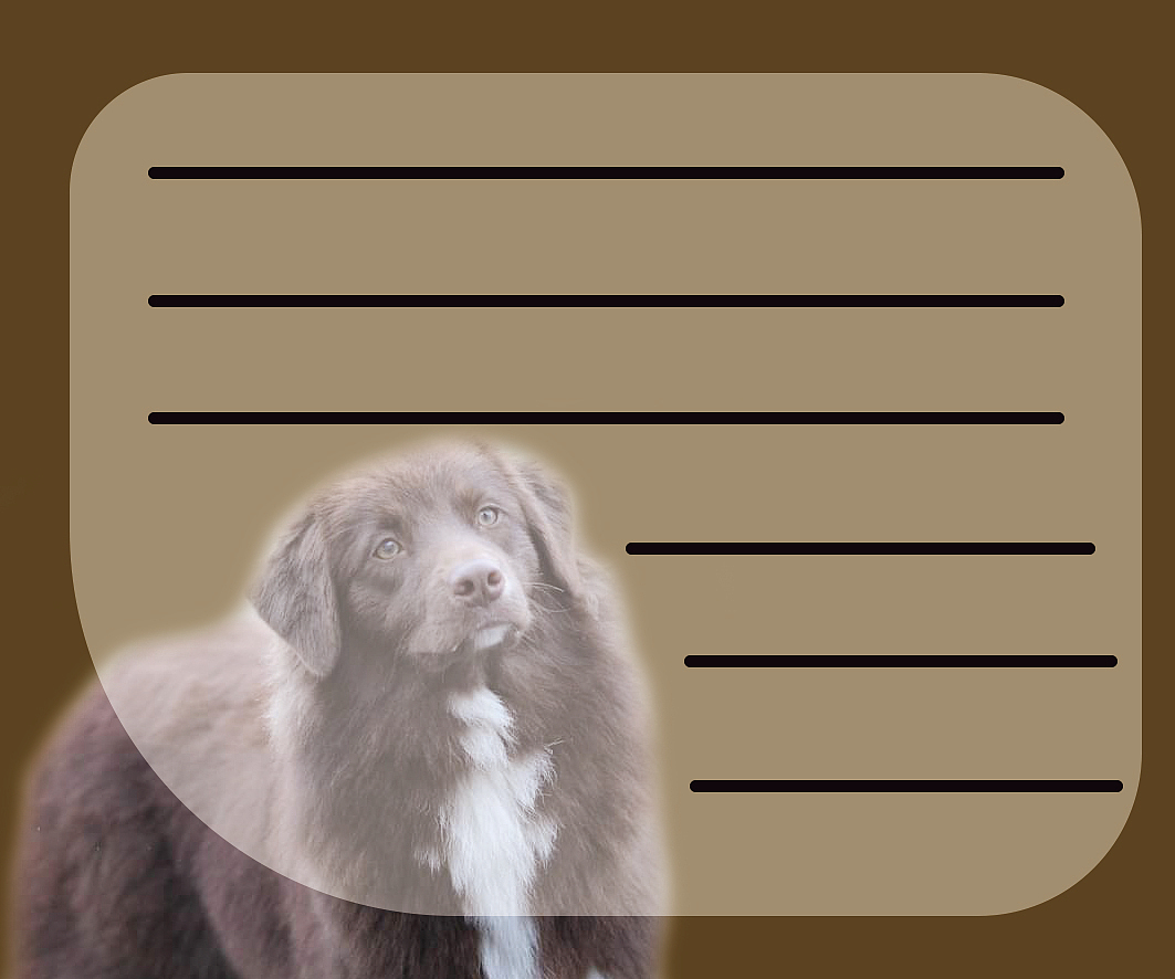 尝试——赛犬展示3