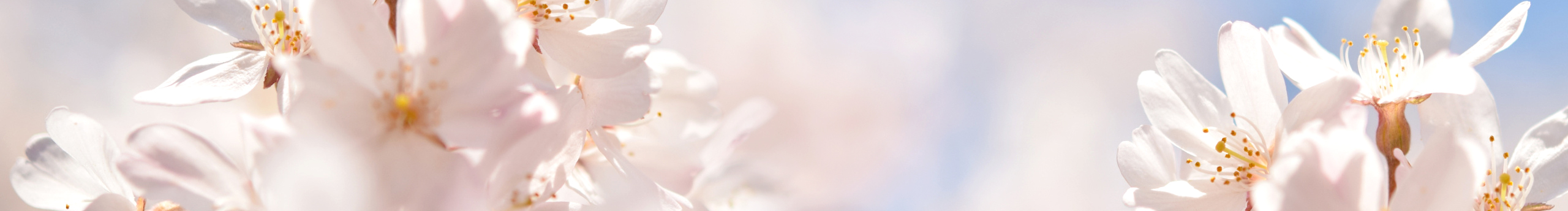 缄默不是淑的个人主页（封面预览） - 主页封面设置 - 站酷设计师缄默不是淑原创素材 - 站酷ZCOOL