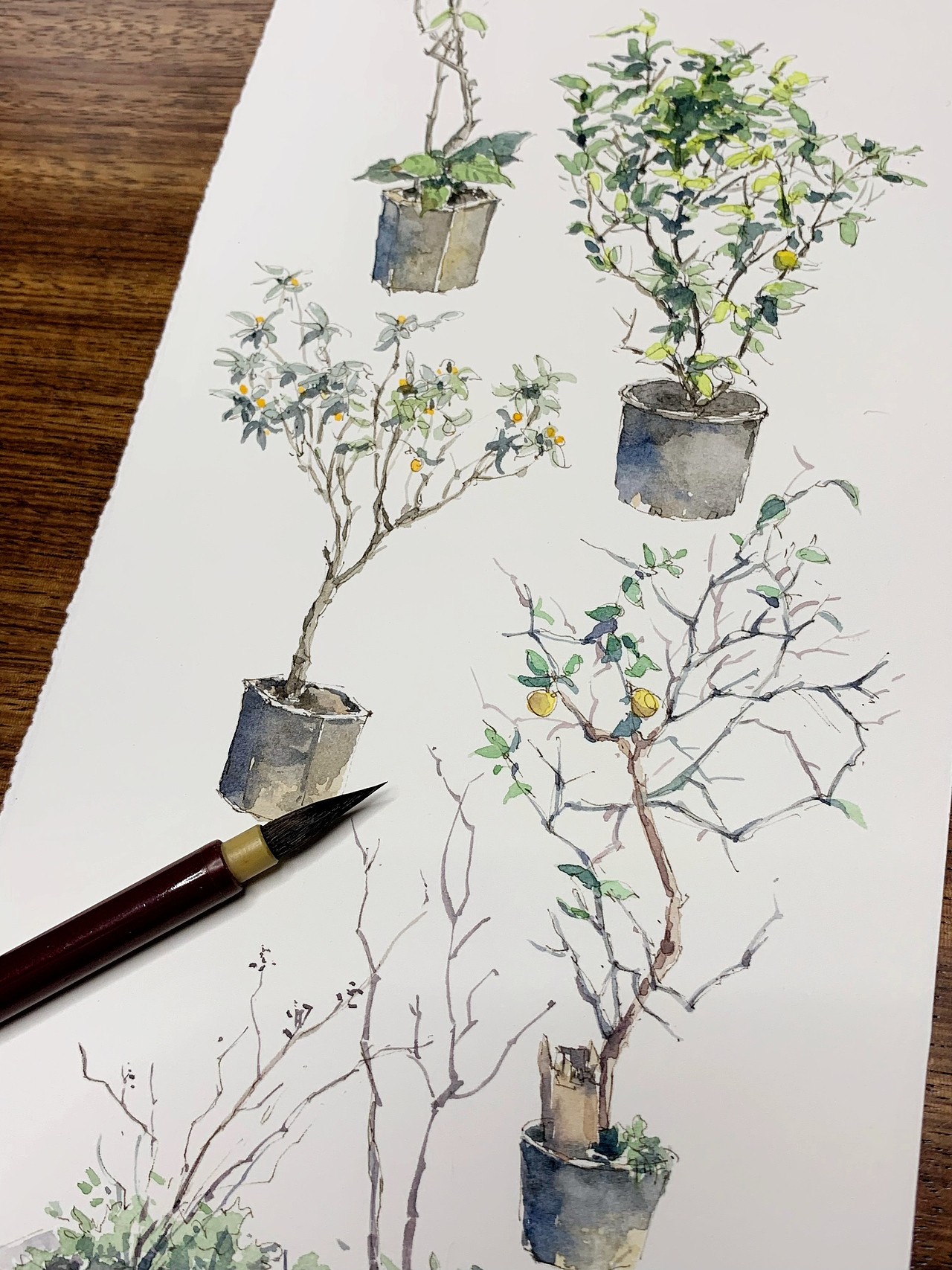 植物练习（图ZMzExNzI4NTc2） - 创作习作 - 站酷设计师淡水的手绘原创素材 - 站酷ZCOOL