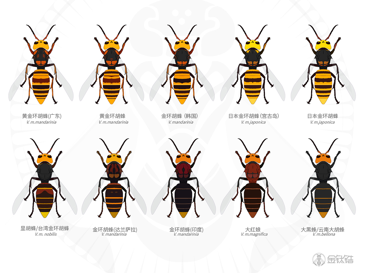 常见胡蜂,马蜂色型,车政大帝,墨等等,金钛锆