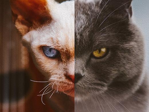 猫的私房 第二季