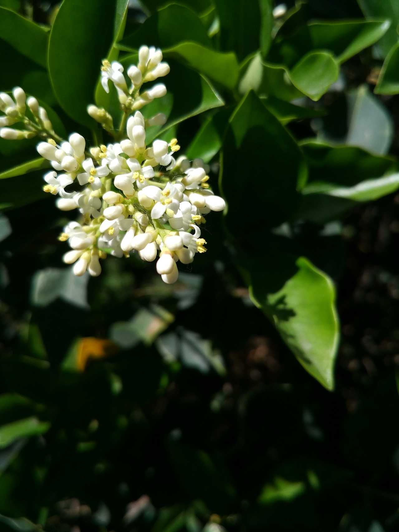 随便拍拍,好一个晴天