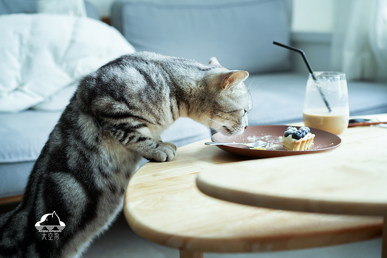 太空狗宠物摄影 吸猫合集