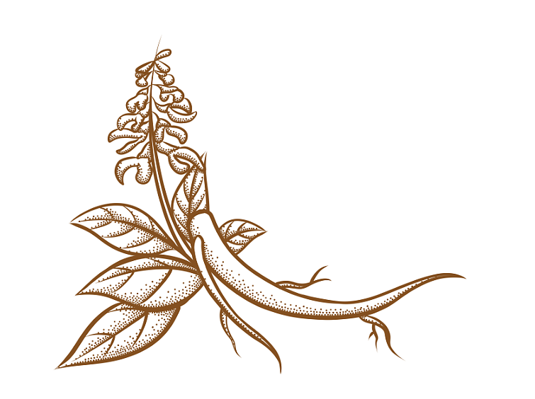 有关药材的‘点点滴滴’（图ZMTU3NjYyMjUy） - 商业插画 - 站酷设计师内在的光原创素材 - 站酷ZCOOL