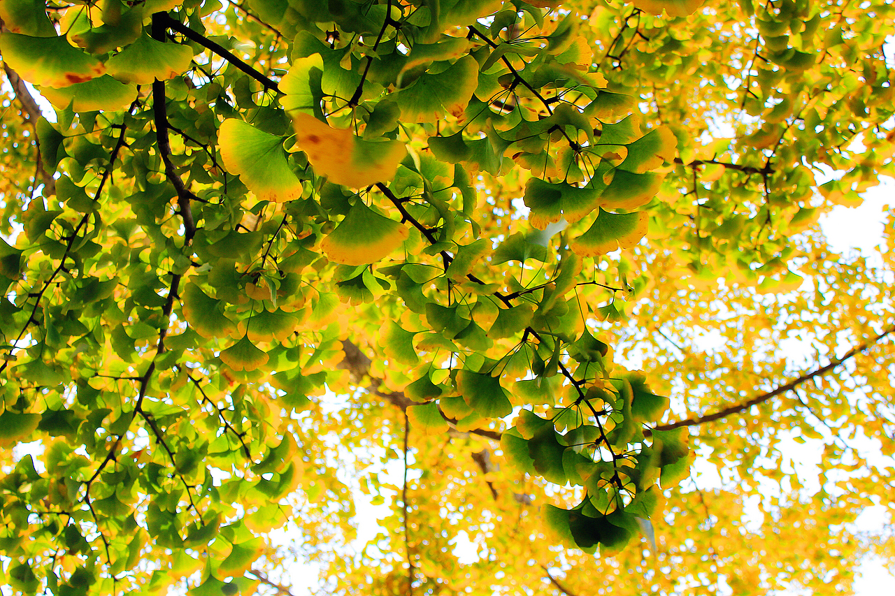 银杏大道 锁 清 秋（图ZNjE3NTI0NzY=） - 风光摄影 - 站酷设计师Jauver原创素材 - 站酷ZCOOL