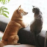 Mr丶T_柴的头像