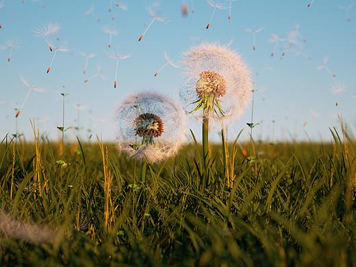 OC渲染练习——蒲公英