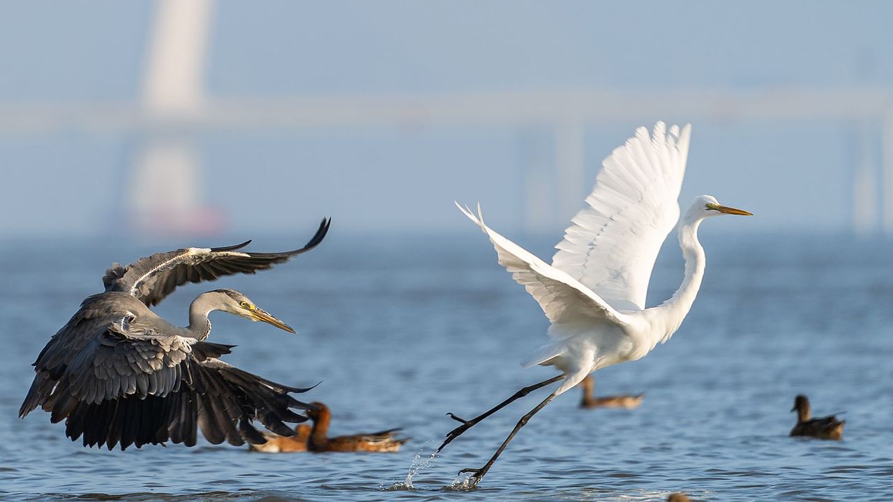 感悟自然·年度观鸟精华
