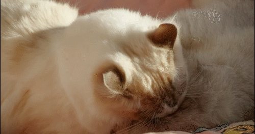 bestcare-Vitaliging焕然vi 系统升级/包装延展（图ZMzM4ODM2NzM2） - 品牌 - 站酷设计师末耳原创素材 - 站酷ZCOOL