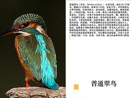 天上飞的