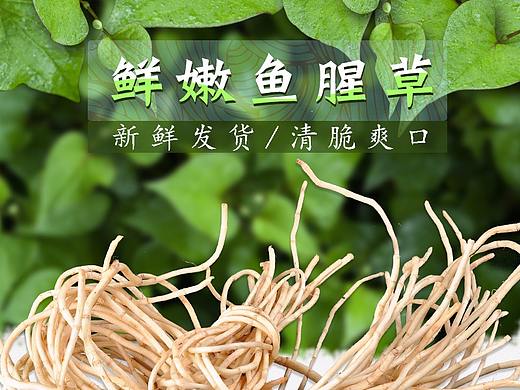 鱼腥草