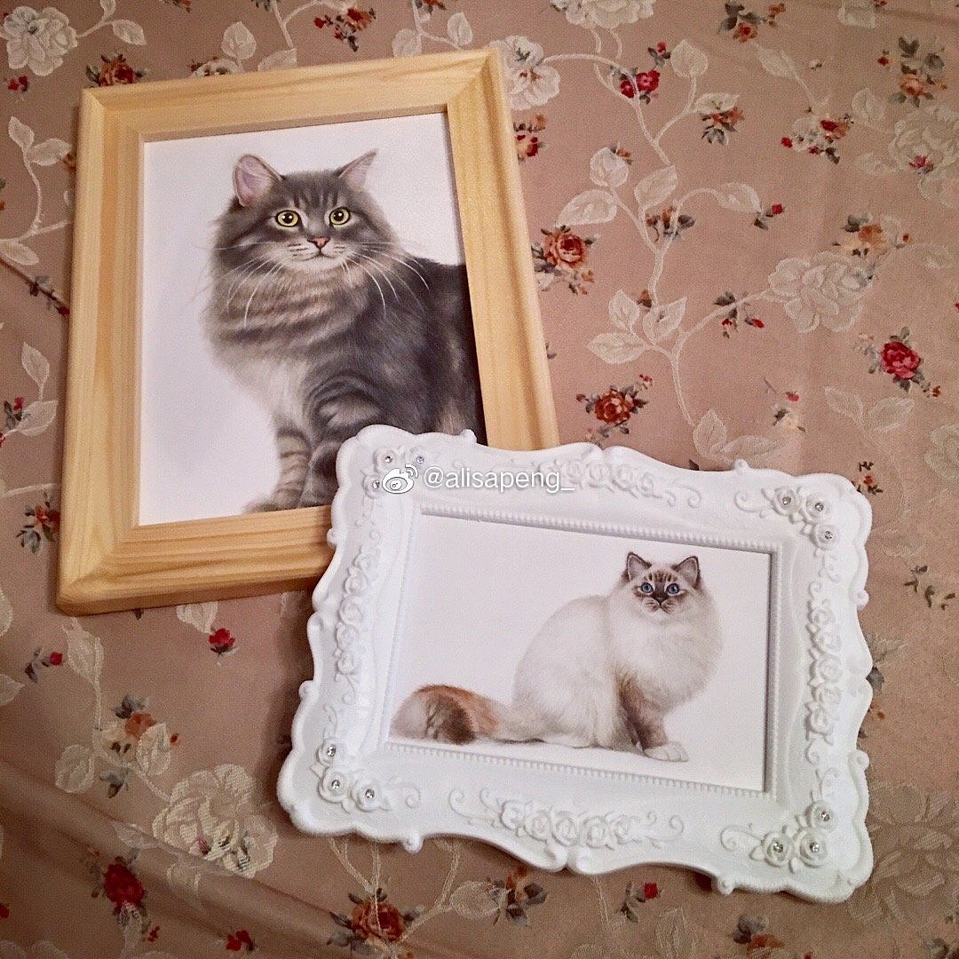 布偶猫&西伯利亚森林猫