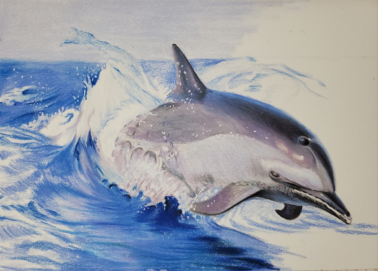 彩铅-海豚|纯艺术|绘画|懒花儿_原创作品-站酷(zcool)