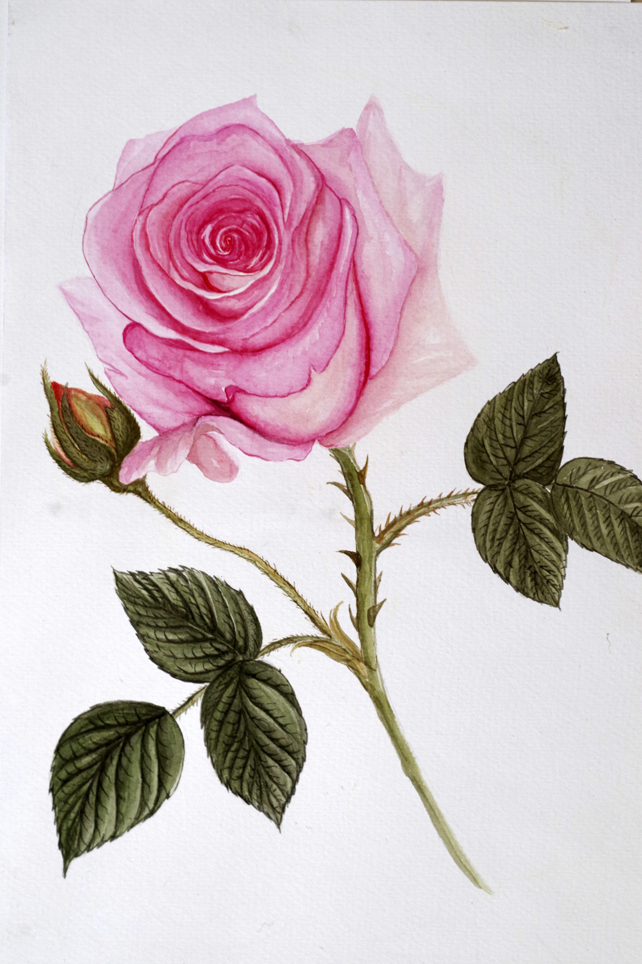 【彩铅花卉】粉玫瑰|纯艺术|绘画|溶萱 - 原创作品 - 站酷 (ZCOOL)