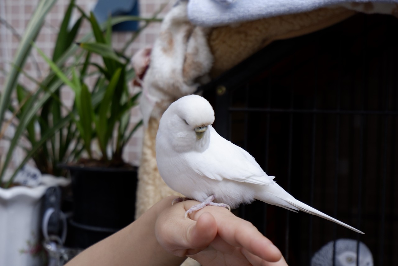 白色月轮鹦鹉图片
