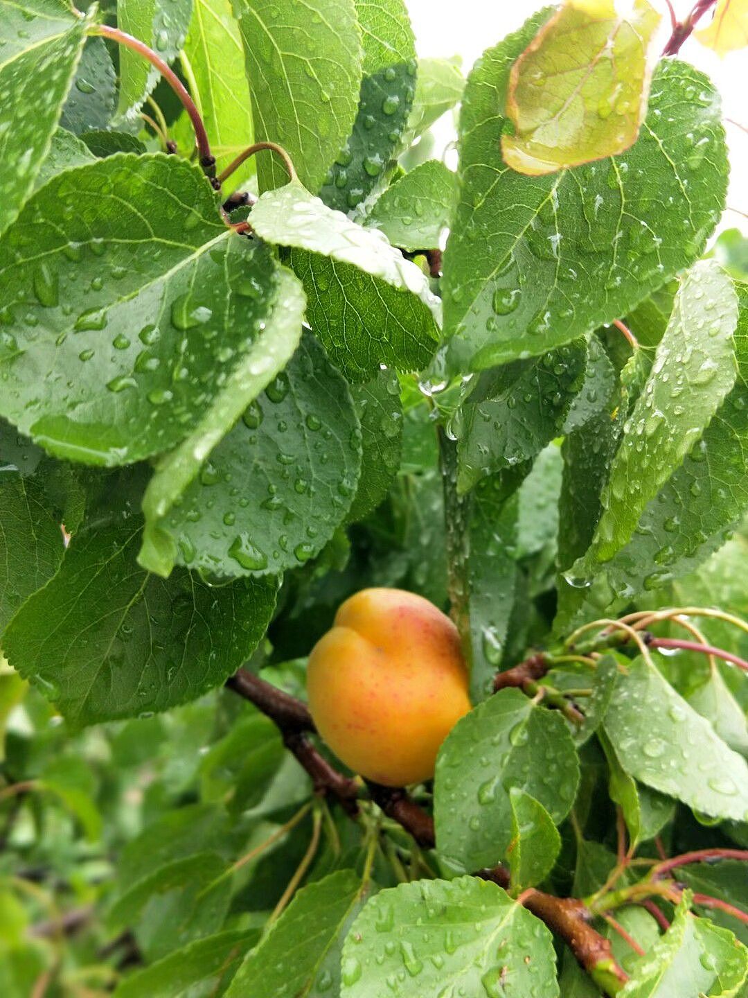 爷爷家屋后的大杏