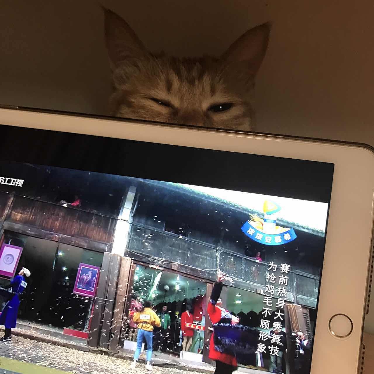 菜刀眼黄豆芽的日常（图ZODEwMzczNjg=） - 宠物摄影 - 站酷设计师violasean原创素材 - 站酷ZCOOL