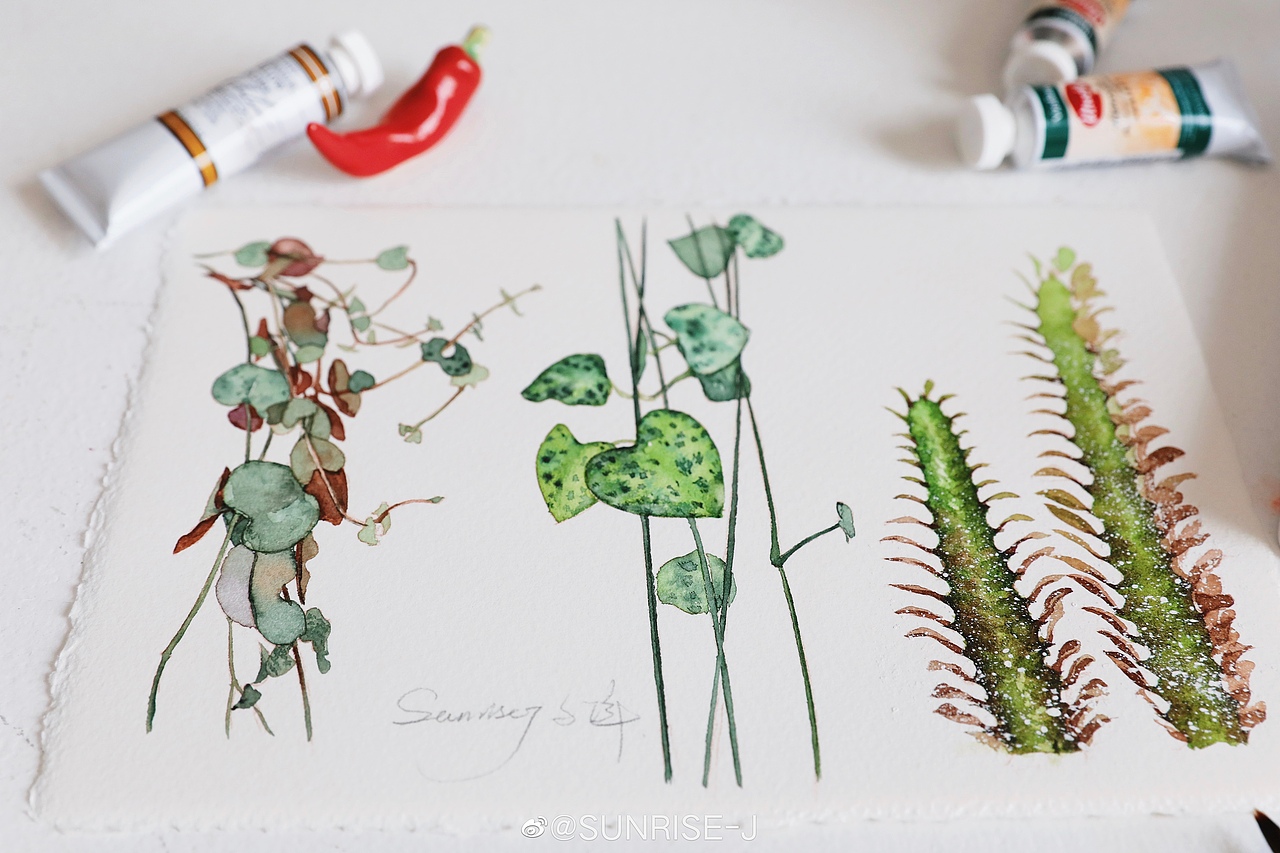 水彩植物 夏天的颜色（图ZMTc1MDU2MTQ0） - 商业插画 - 站酷设计师文静手绘原创素材 - 站酷ZCOOL