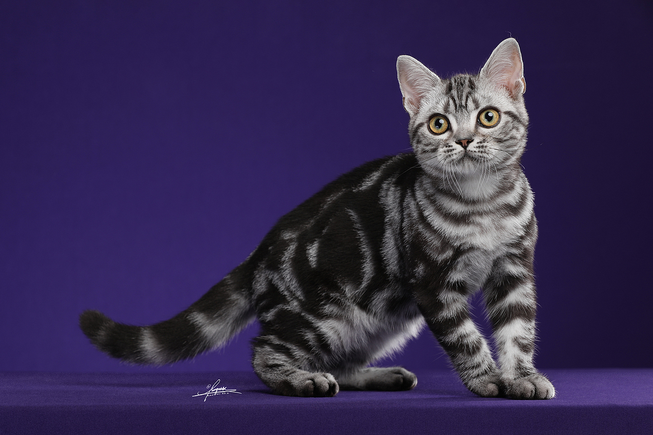 美国短毛猫-amyworks探须视觉