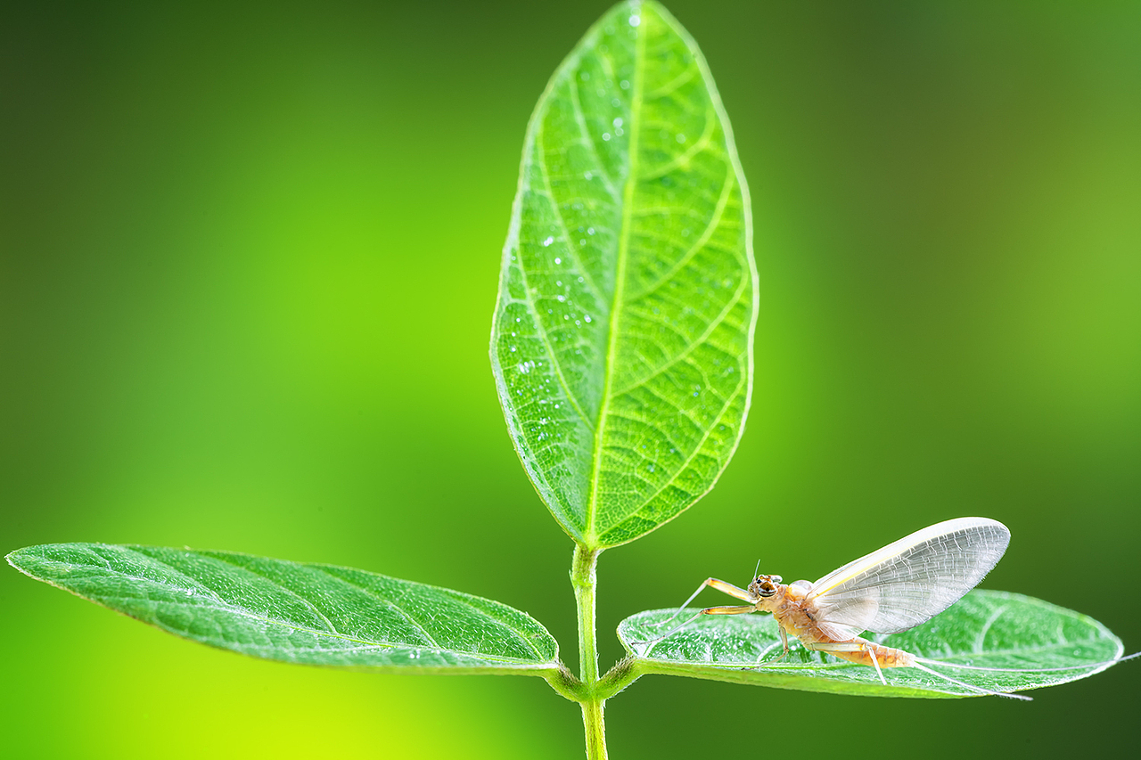 初秋拍蜉蝣_广陵散429站酷ZCOOL