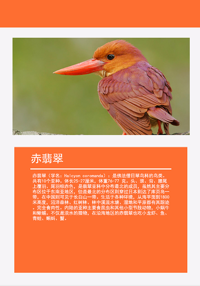 鸟类画册2（图ZMTMzMDg0NzQ4） - 书籍/画册 - 站酷设计师浅墨幺幺原创素材 - 站酷ZCOOL