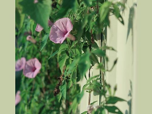 牵牛花