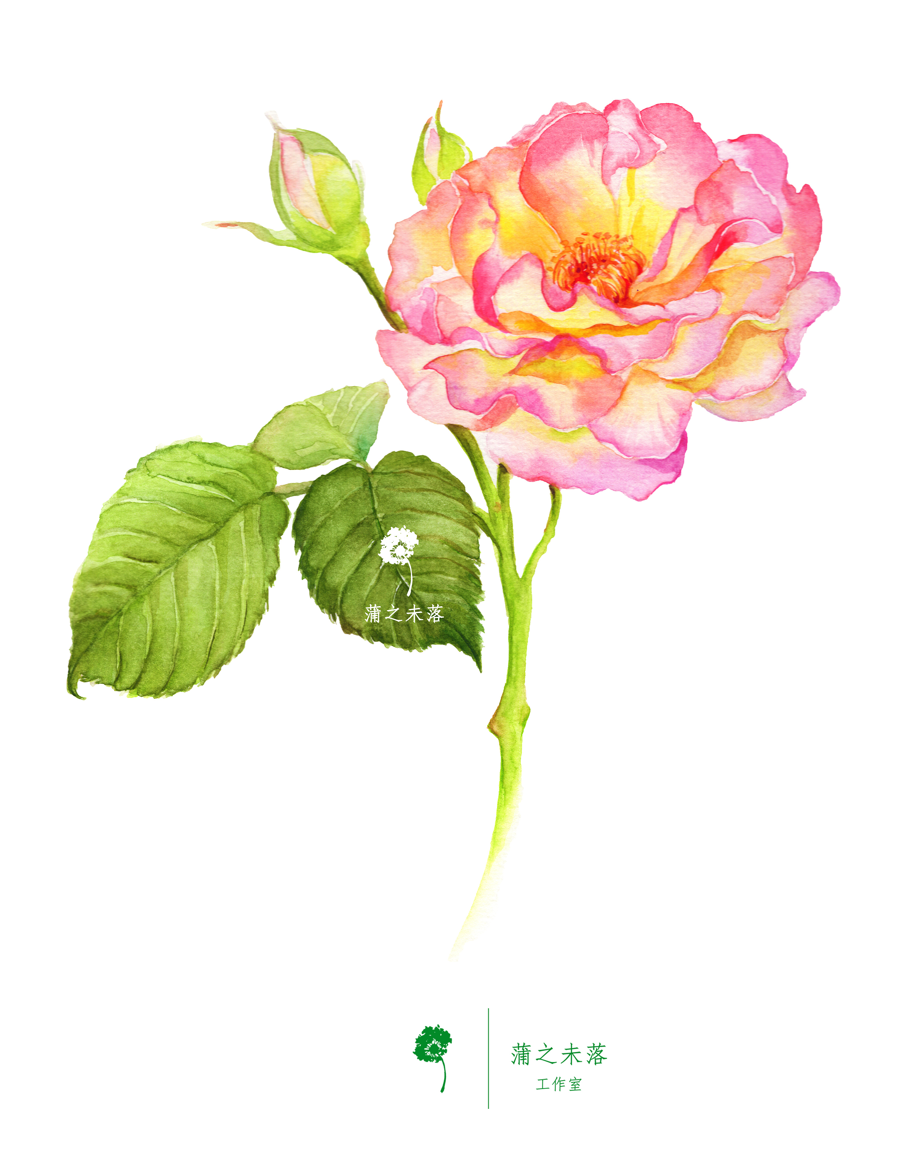 【从零学会画水彩】《月季花》花卉篇vol.22