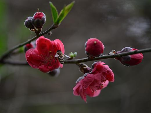 「花 · 期」（个人主页-ZMzk5ODQyOTI=） - 风光摄影 - 站酷设计师走读人原创素材 - 站酷ZCOOL