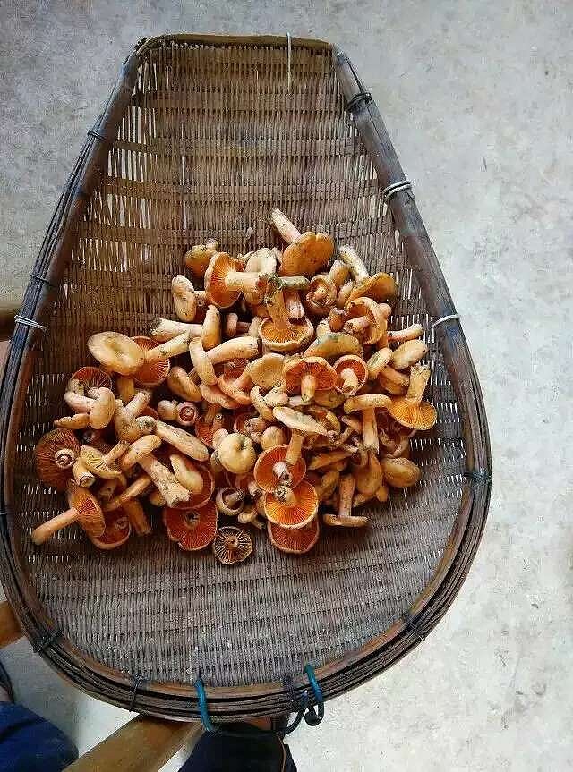 深山的精灵腊肉炖石门雁鹅菌