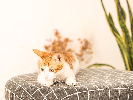 家猫-格格