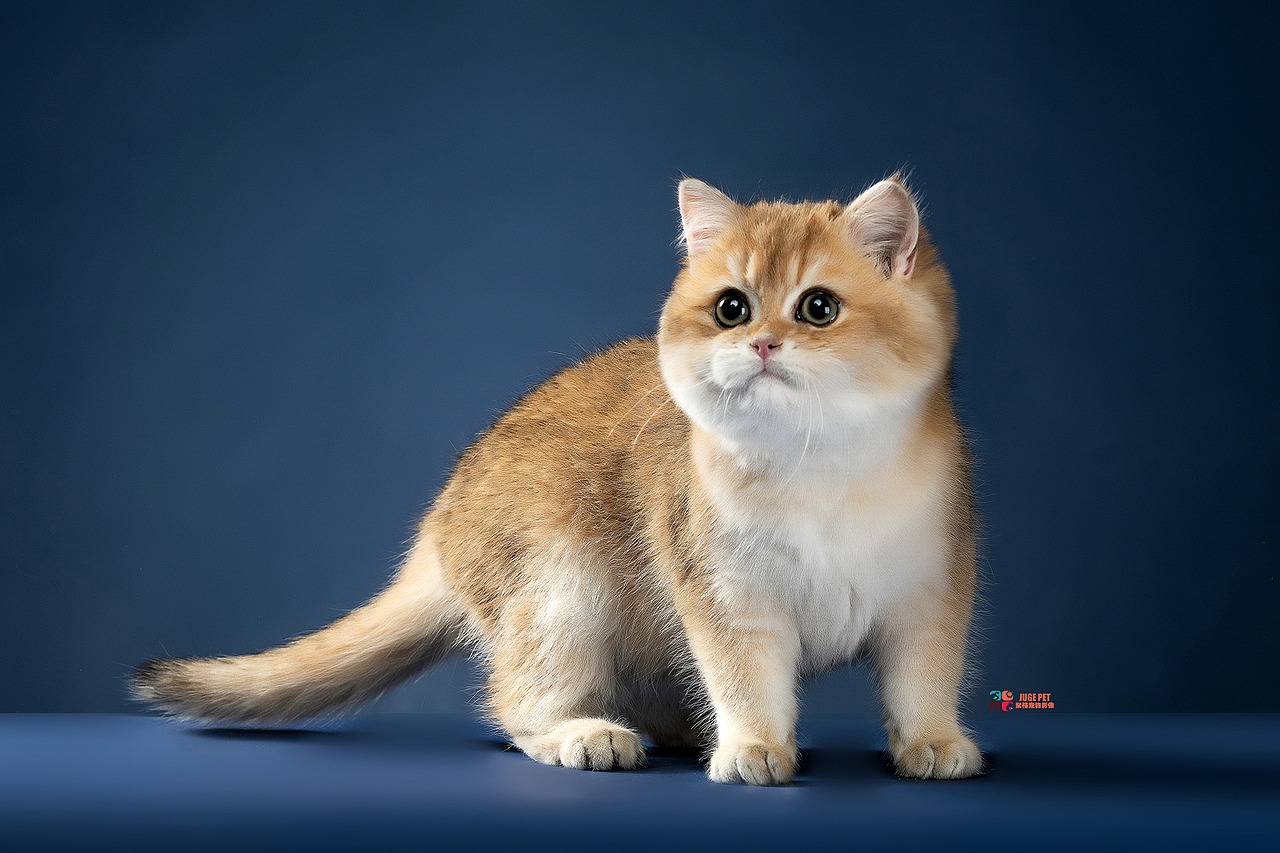 宠物摄影｜猫咪拍摄（图ZMjk4NTI1OTM2） - 宠物摄影 - 站酷设计师聚格宠物原创素材 - 站酷ZCOOL