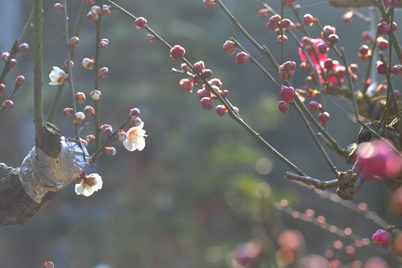 梅花与茶,2019年走山卖花鱼村