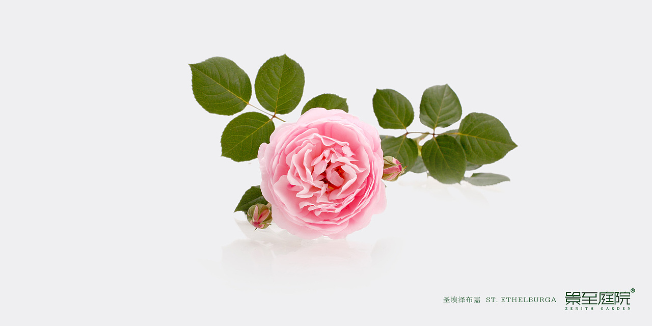 玫瑰花 送给520（图ZMTYzMTk4MzI=） - 产品摄影 - 站酷设计师潜象品牌研究所原创素材 - 站酷ZCOOL